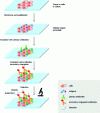 Figure 13 - Principle of immunohistochemical detection