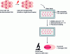 Figure 14 - Principle of the comet assay for assessing DNA damage ex vivo