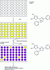 Figure 7 - Principle of the MTT cell viability assay