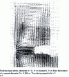 Figure 15 - Laminar velocity field measured by PIV (Particulate Image Velocimetry) technique