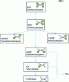 Figure 3 - Degradation chain for chlorinated solvents