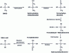 Figure 10 - Proposed biodegradation mechanism for DMSD [34].