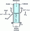 Figure 2 - Principle of acid membrane water electrolysis
