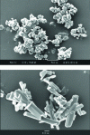 Figure 7 - Examples of different particle morphologies of an active pharmaceutical ingredient (Lovastatin) generated by the RESS process (SEPAREX images)