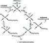 Figure 2 - Mechanism of the hydroformylation of propene to n-butanal and isobutanal catalyzed by the rhodium-triphenylphosphine system