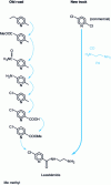 Figure 5 - Lazabemide® synthesis