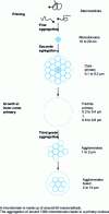 Figure 12 - Development of PVC grain morphology