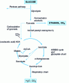 Figure 2 - Metabolic pathways of glucose degradation (synthesis)