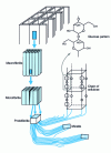 Figure 1 - Organization of the fiber structure according to Prahan.