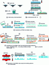 Figure 4 - Schematic representation of mold and microfluidic chip manufacturing techniques