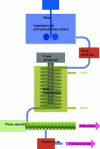 Figure 9 - Schematic diagram of the sonochemical extraction of polyphenols from Japanese knotweed rhizomes (after reference [32]).