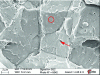 Figure 13 - Intergranular fracture due to hydrogen embrittlement – Formation of pores and vermicules