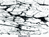 Figure 4 - Annealed structure of HS6-5-2 high-speed steel obtained in the central part of a 1,200 kg low-wrought ingot (rate 3.5).