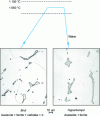 Figure 24 - Hyperquenching of cast austenitic stainless steels