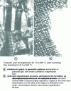 Figure 24 - CuNi37.5Mn37.5 alloy: spinodal decomposition-hardened structures