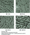 Figure 28 - Influence of tempering on the microstructure of the β-CEZ alloy