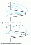 Figure 41 - Schematic representation of electrochemical reactions in cracks [57]