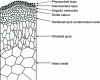 Figure 7 - Schematic representation of the structural and analytical state, after preparation by abrasive polishing, after G. Béranger [12]