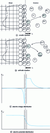 Figure 1 - Atomic and electrical structure of the metal-solution interface