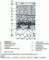 Figure 21 - Structure of the scale formed during oxidation of a medium-hard steel billet (from [56])