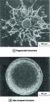 Figure 4 - Particle crushing mechanisms (from [3])