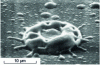 Figure 20 - Example of a microdroplet projected from the target onto an alumina coating produced by sputtering with DC bias of an aluminum target in an argon-oxygen reactive mixture.