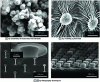 Figure 11 - Scanning electron microscopy images of textures leading to superoleophobic behaviors