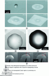 Figure 4 - Examples of drop spreading by impregnation of a surface texture