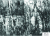 Figure 8 - Lamellar deformation microstructure of highly rolled nickel at  from Hughes and Hansen [15] (TEM on longitudinal section)