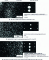 Figure 36 - Structural precipitation in alloys of the Al-Zn-Mg -Cu systems