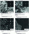 Figure 38 - Structural precipitation in alloys of the Al-Li-Cu-Mg system