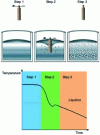 Figure 6 - Diagram showing the different phases of the SSR process