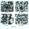 Figure 2 - Grain shapes