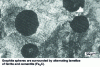 Figure 4 - Micrography of polished and etched pearlitic cast iron
