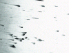 Figure 10 - Comets formed by polishing