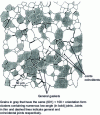 Figure 9 - Spatial grain and grain boundary distributions (obtained by EBSD) in an Al-0.3% Mg alloy