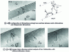 Figure 16 - Bright field electron micrographs of dislocations in a near Σ = 3 {111} joint in copper from which Burgers vectors can be analyzed [46]