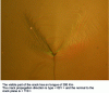 Figure 13 - Crack tip localization phenomena in an AM1 nickel-based superalloy single crystal (from [94])