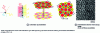 Figure 6 - Terpolymer made up of 3 distinct monomers connected by a junction (adapted from [47] [48])