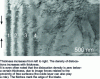 Figure 11 - Bangs of equal thickness (1 to 4) due to a thin wedge-shaped blade, photo by A. Gemperle, Institute of Physics, Academy of Sciences, Prague. Gemperle, Institute of Physics, Academy of Sciences, Prague