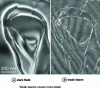 Figure 9 - Images of dislocations in dark field (a) and weak beam (b), P. Veyssière, LEM ONERA, Châtillon