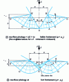 Figure 1 - Indentation by an angle dihedron  of a rigid material (E∞) – perfectly plastic (without strain-hardening) – Slip lines are line segments or arcs of circles [14]