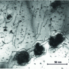 Figure 28 - Examples of the formation of dislocation loops around TiN particles in ferritic stainless steel (IRSID photo).