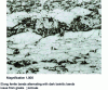 Figure 32 - Microalloyed mild steel rolled in two-phase range 