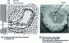 Figure 11 - Vortex cavity: observations of the cavity