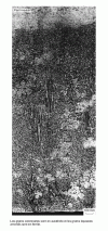 Figure 33 - Solidification structure of cast 304 stainless steel with low superheat [23]