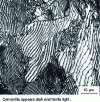 Figure 2 - Pearlitic microstructure in 0.8%C steel after slow cooling of austenite (IRSID photo)