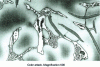 Figure 25 - Eutectic carbides of a segregated austenitic nickel cast iron