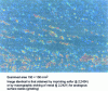 Figure 67 - Geometric and analytical mapping. Chromium distribution obtained by X-ray fluorescence on 100 C 6 steel (1.3% Cr) (IRSID photo)