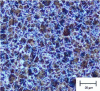 Figure 49 - Approximately equiaxed seeds